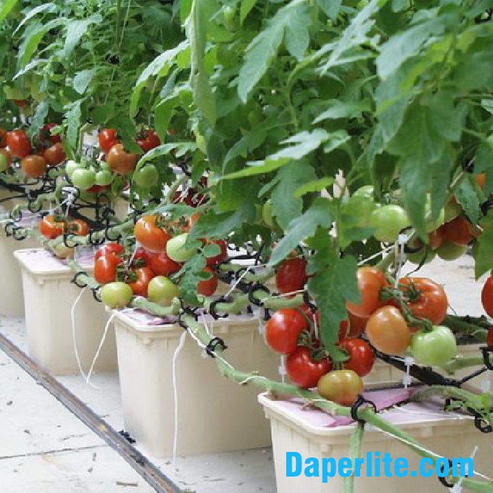 Ứng dụng đá Perlite trồng cà chua hiệu quả