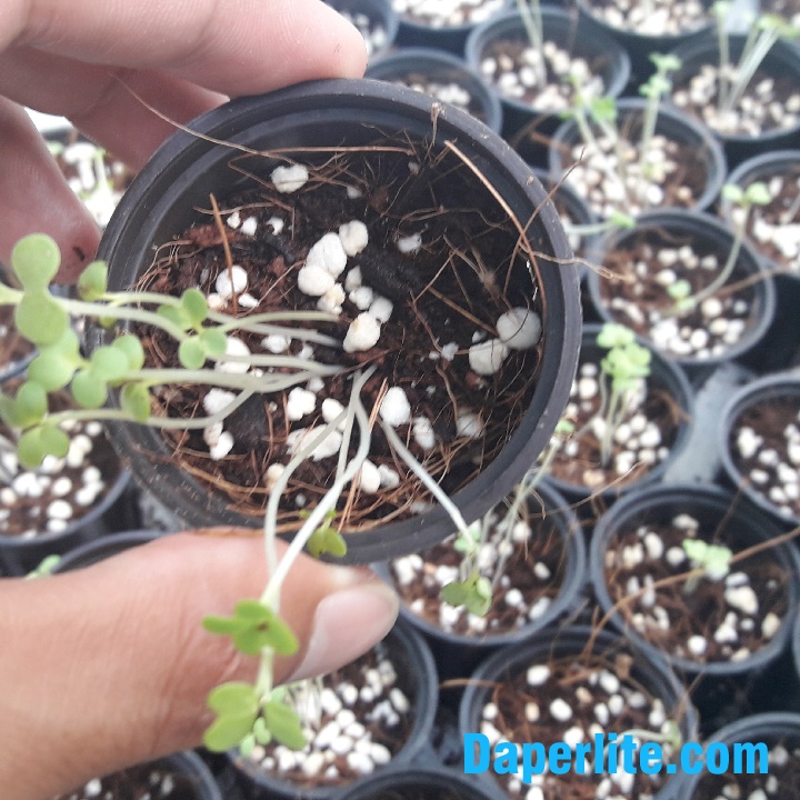 Đá Perlite trân châu dùng để trồng cây tạo độ xốp cho đất trong Nông Nghiệp