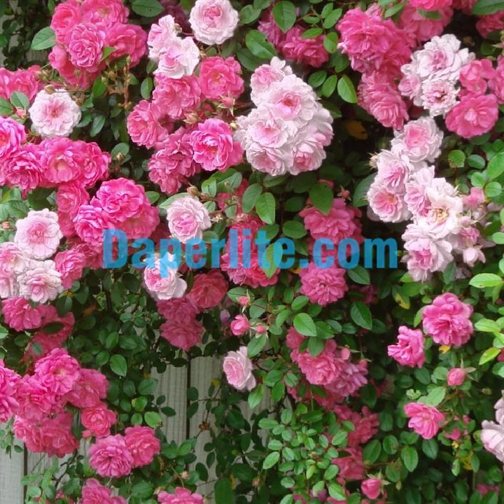Kết quả trồng hoa hồng với đá Perlite trân châu cho ra những bông hoa tuyệt đẹp