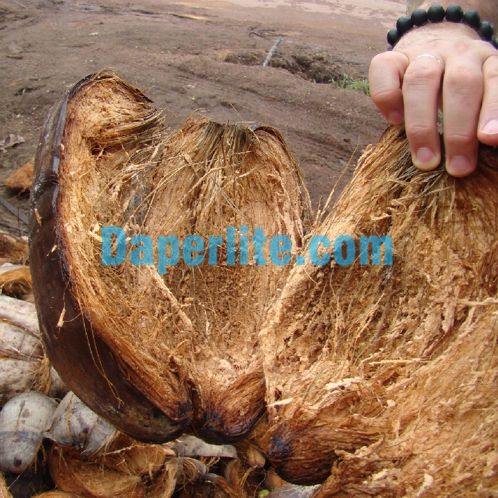Sản phẩm sơ dừa chưa qua xử lý gây rất độc hại cho cây