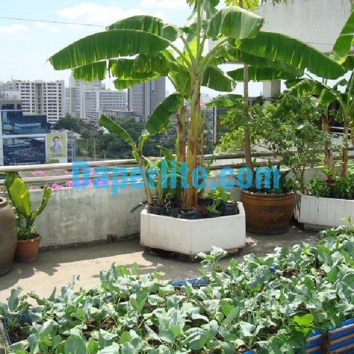 Hình ảnh trồng rau sạch trên sân thượng