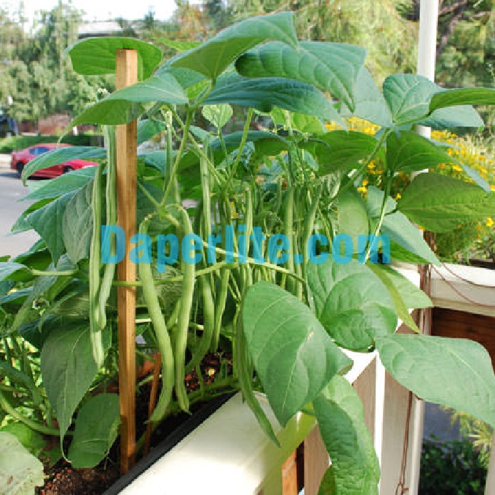 Những giống cây rau sạch bạn có thể trồng trên sân thượng