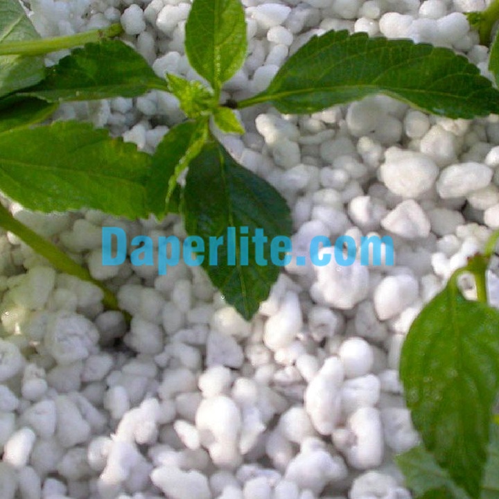 Dùng đá Perlite trồng thủy canh dâu tây rất có lợi cho cây