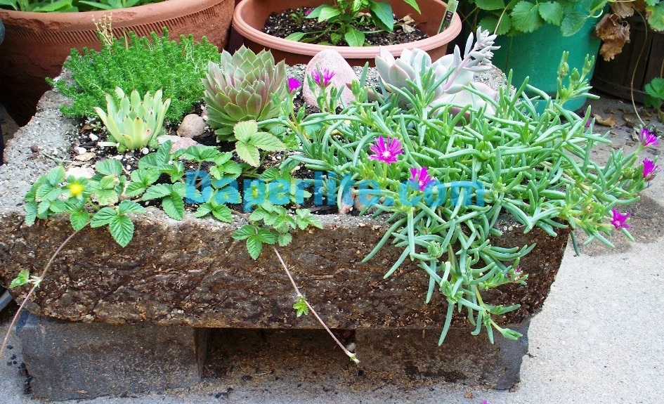 Sử dụng đá Vermiculite trồng cây giúp đất thông thoáng, rễ dễ phát triển