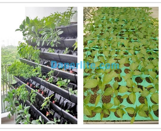 Đá Vermiculite trồng cây hiệu quả