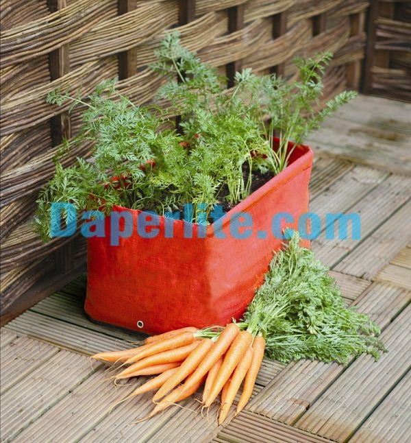 Kết quả trồng Cà Rốt trong chậu tại nhà sau khi chăm sóc tốt