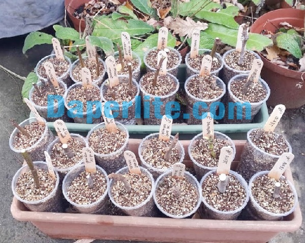 Vermiculite giâm cành cho rễ cây nhanh phát triển tươi tốt