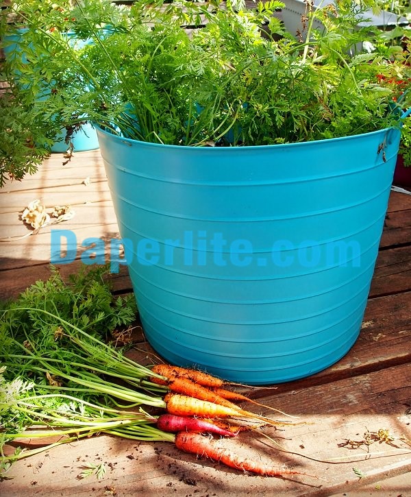 Các bước trồng Cà Rốt trong chậu tại nhà đơn giản