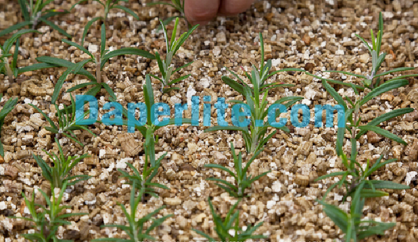 Tác dụng của Vermiculite giữ ẩm tốt giúp ươm cây hiệu quả cao