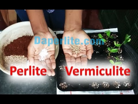 Sử dụng Perlite và Vermiculite thay thế xơ dừa chưa qua xử lý là lựa chọn tốt ưu