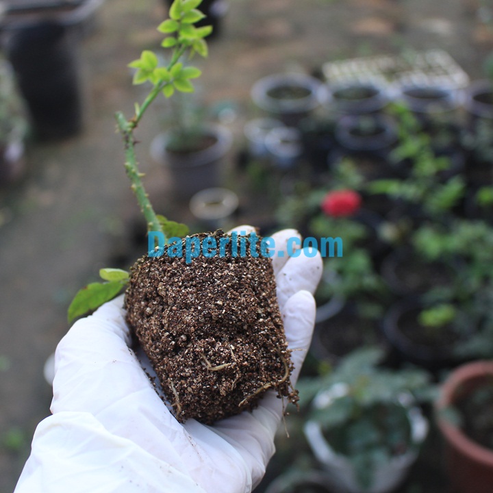 Đá Vermiculite Namix giâm cành cho hoa hồng