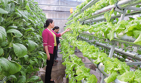 Mô hình trồng rau bằng phương pháp thủy canh ở Đồn Biên phòng Non Nước