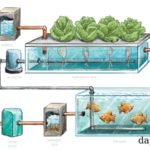 hệ thống Aquaponics
