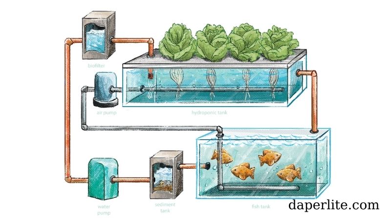 Aquaponics Mô hình kết hợp tối ưu giữa trồng rau và nuôi cá