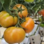 trồng cà chua thủy canh