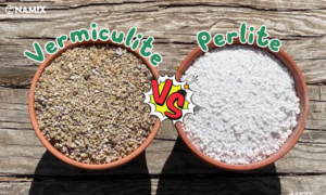 Đá Vermiculite hay Perlite_ Tuyệt đối đừng bỏ qua nếu không muốn cây trồng bất lợi!