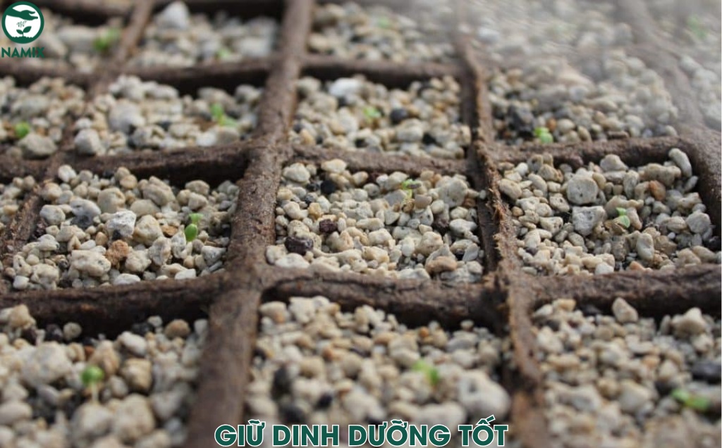 giu dinh duong